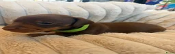Miniature Dachshund dogs for sale: Miniature Dachshund Puppies  - Advert 6