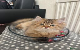 Scottish Fold cats for sale: 5 British Longhair and Scottish Straight kittens  - Image 28