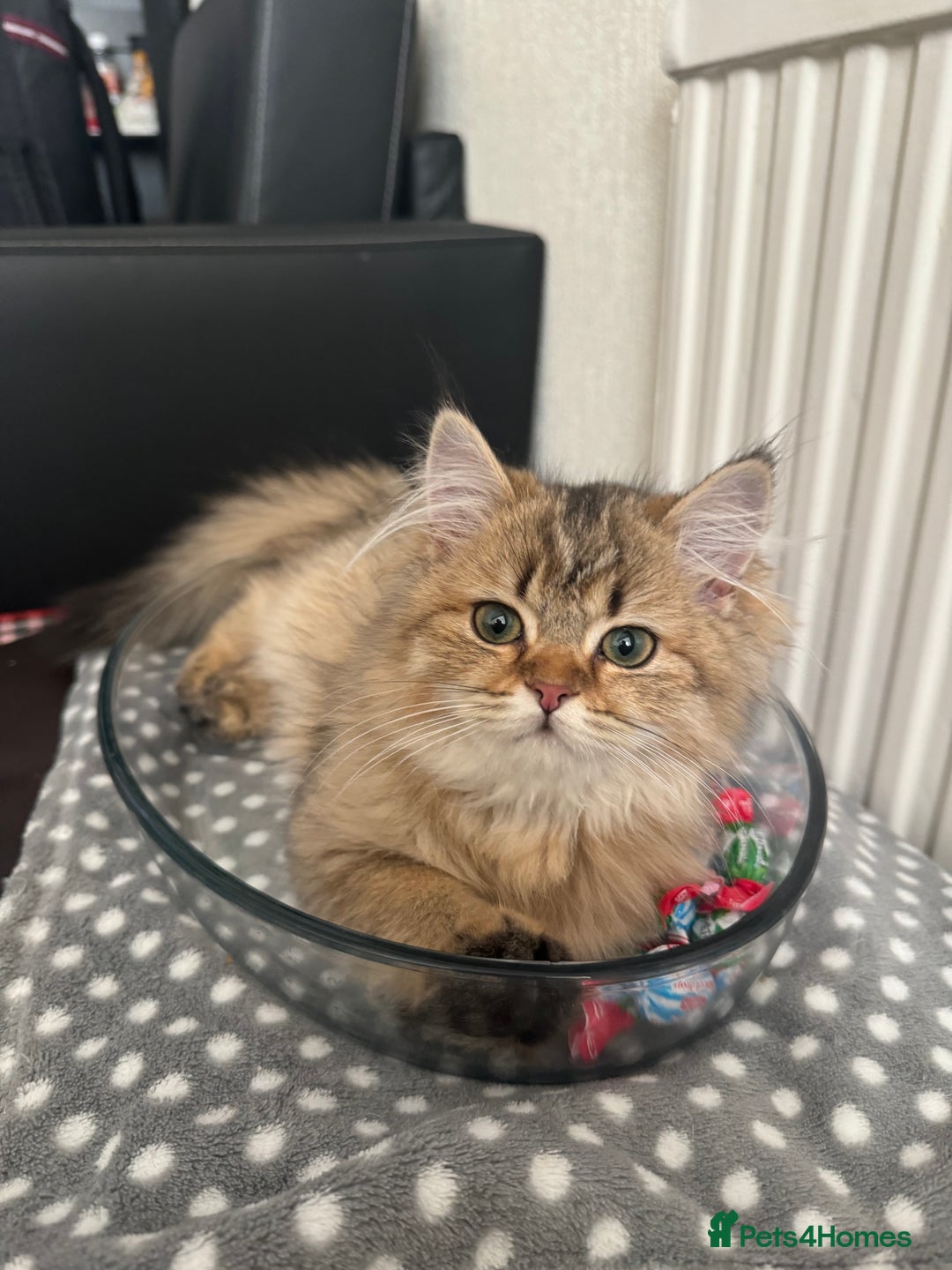 Scottish Fold cats for sale: 5 British Longhair and Scottish Straight kittens  - Image 28