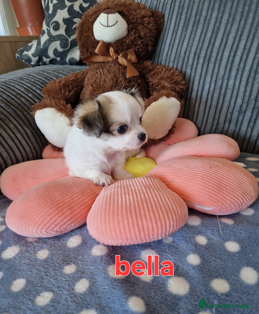Chihuahua dogs for sale: Chihuahuas puppy's   - Image 7
