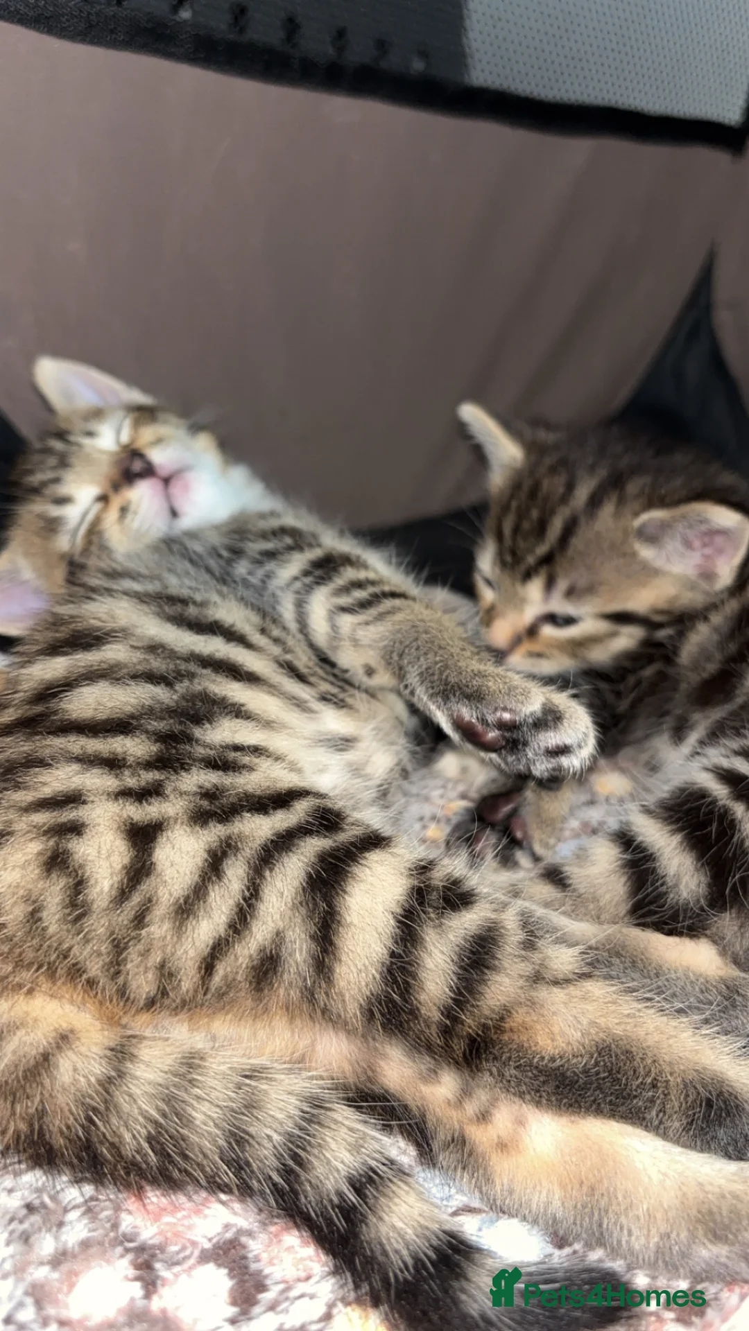 Mixed Breed cats for sale: Cute Kittens For Sale  - Advert 2