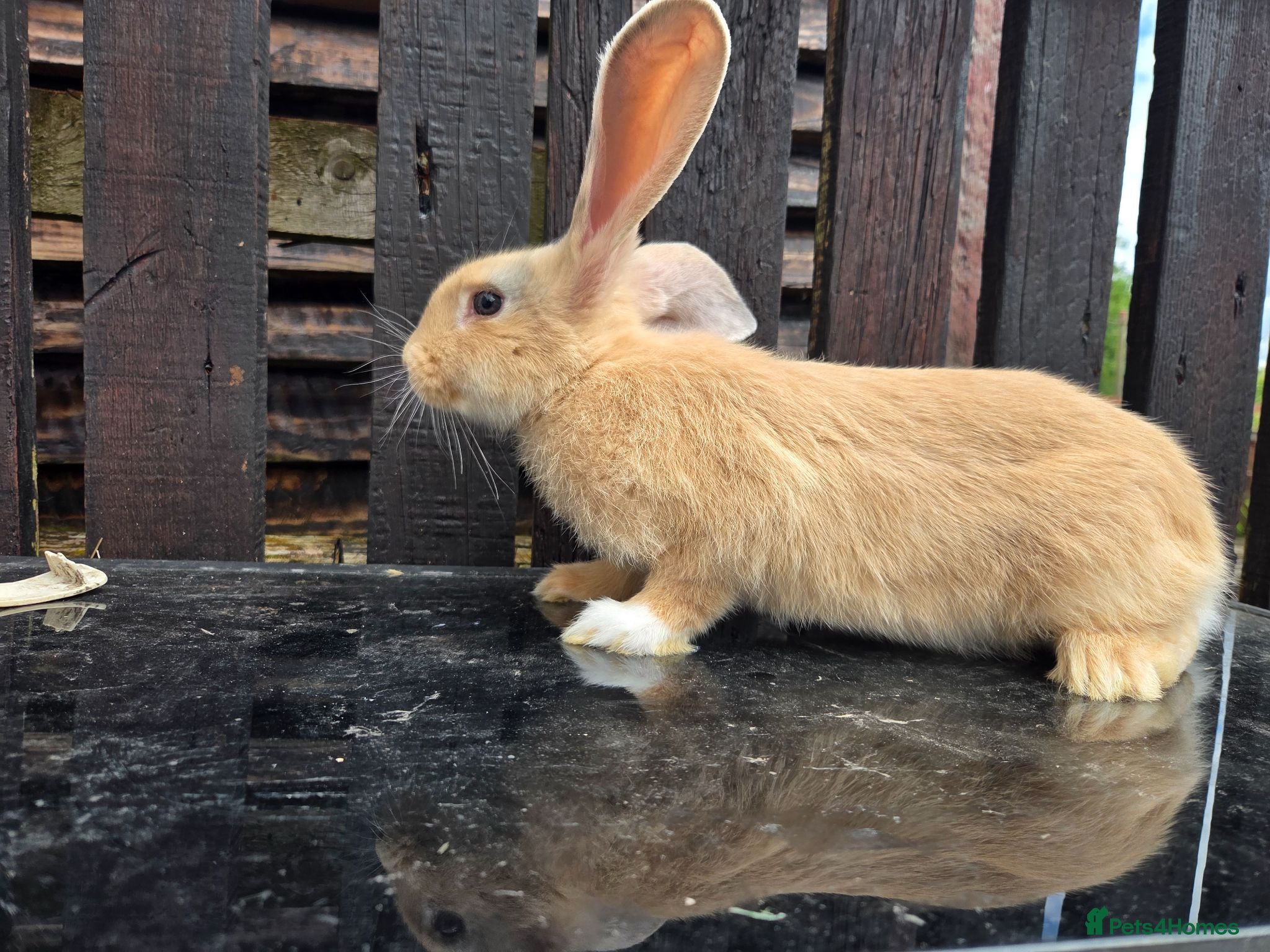 Continental Giant rabbits Continental Giant rabbit indoor Pet. - Advert 1