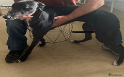 Greyhound dogs for sale: Greyhound - Image 5