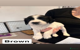 English Springer Spaniel dogs for sale: 2 GIRLS LEFT - English Springer Spaniel Puppies - Image 17