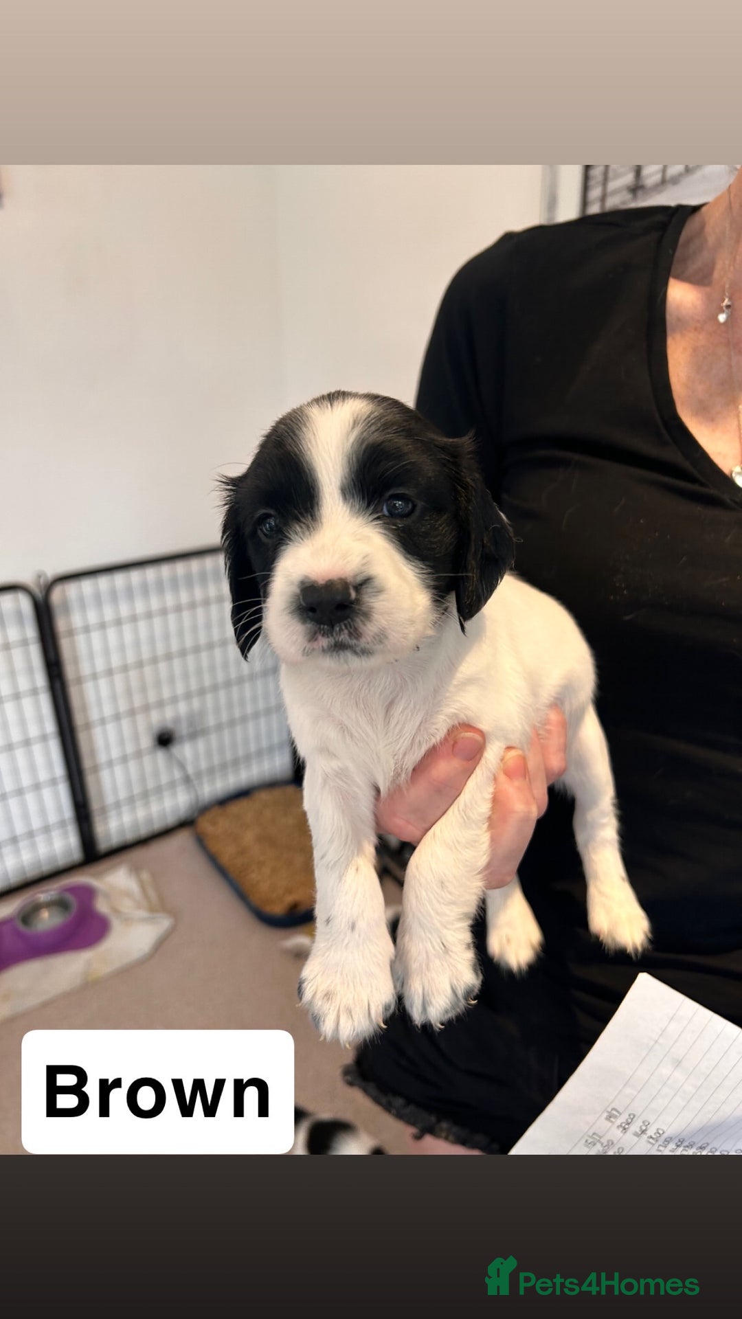 English Springer Spaniel dogs for sale: 2 GIRLS LEFT - English Springer Spaniel Puppies - Image 17