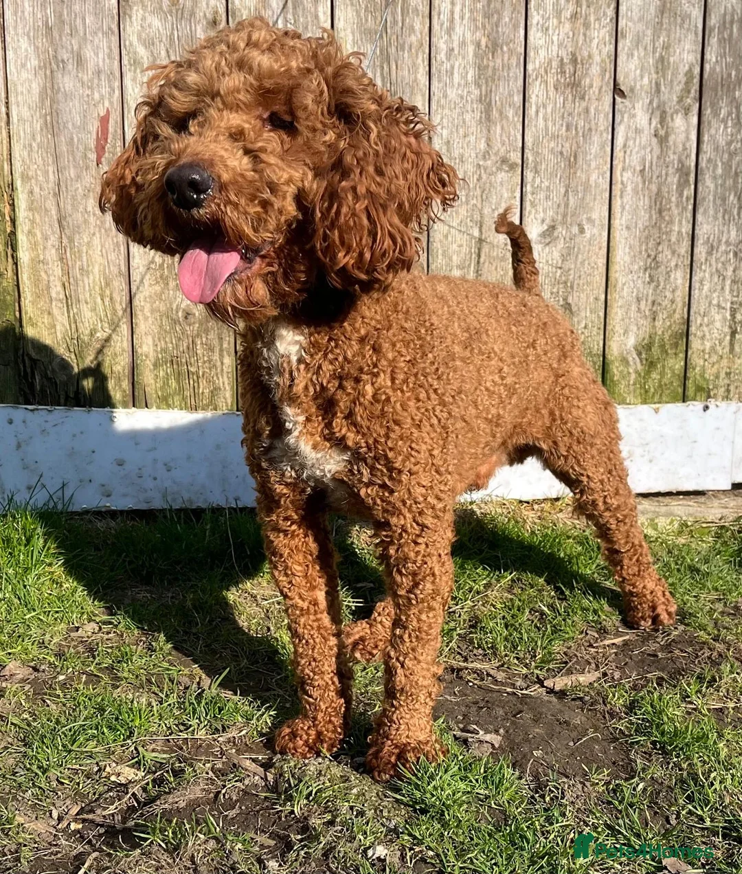 Miniature Poodle dogs for stud: EDDIE Red miniature poodle stud  in Blaydon-on-Tyne - Advert 12