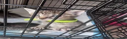 Domestic Shorthair cats for sale: domestic Shorthair Kittens  - Advert 6