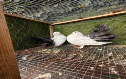 Pigeons birds for sale: Pigeons for sale - Image 26