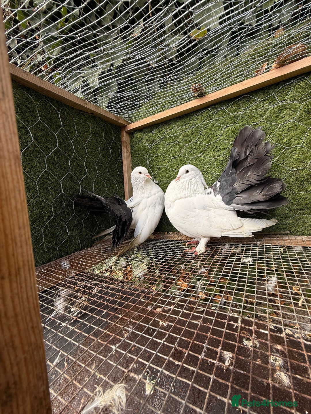 Pigeons birds for sale: Pigeons for sale - Image 26