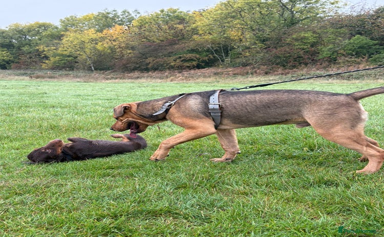 Mixed Breed dogs - Advert 1