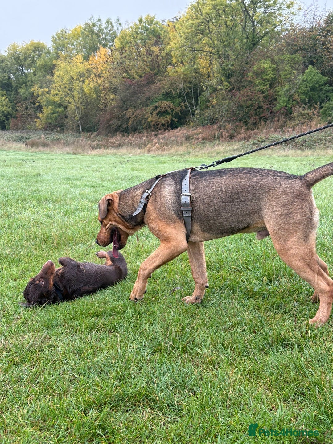 Mixed Breed dogs for sale: Male bullmastiff  - Image 1