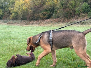 Mixed Breed dogs - Advert 10