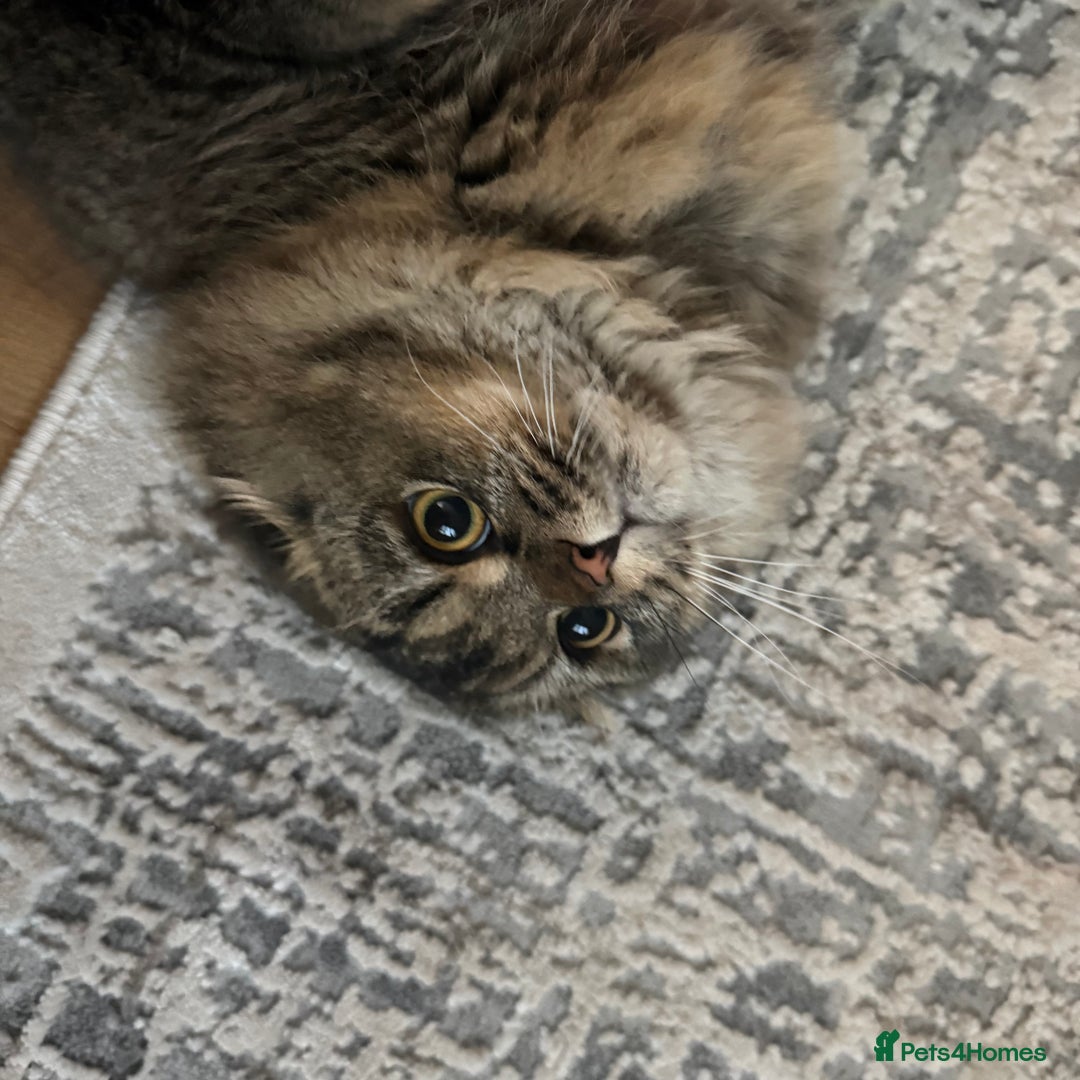 Scottish Fold cats for sale: Chinchilla Longhair Scottish Fold - Advert 7