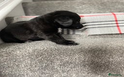 Mixed Breed dogs for sale: Cocker collie cross  - Image 21