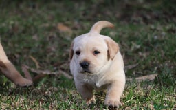 Labrador Retriever dogs for sale: KC labrador Retriever Puppies - Image 3