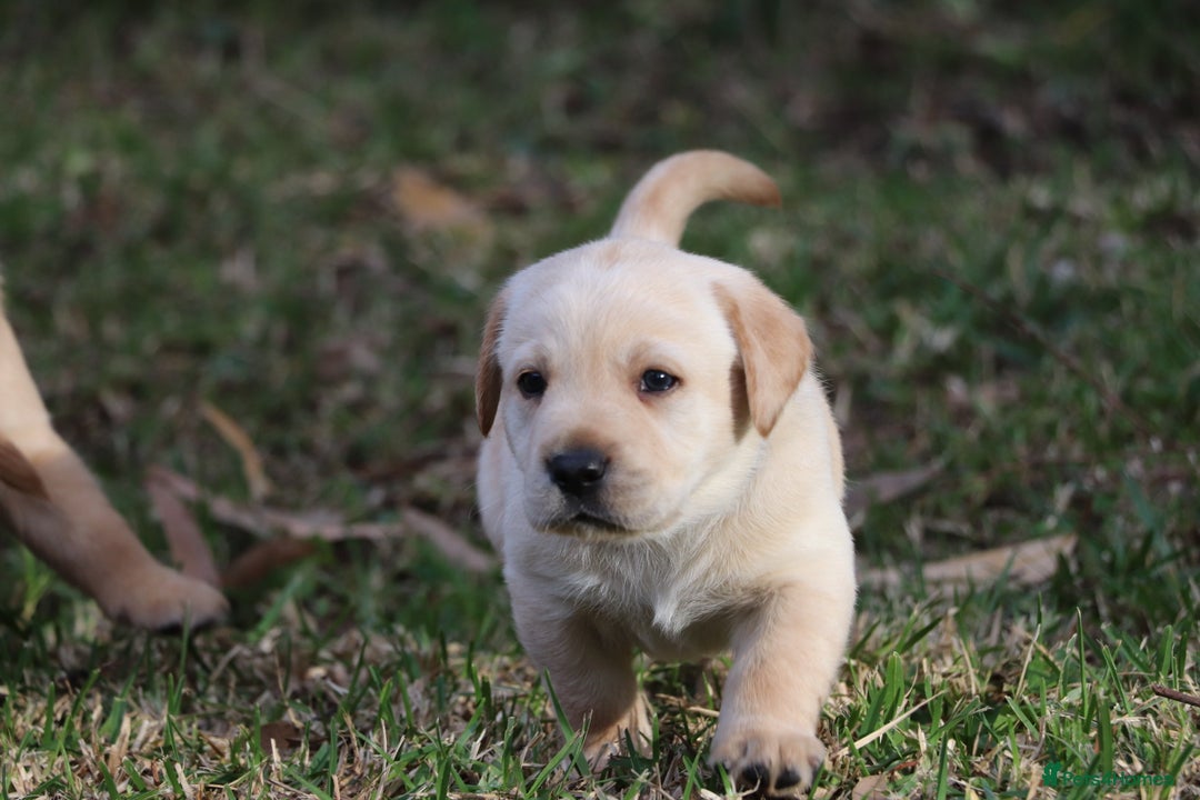 Labrador Retriever dogs for sale: KC labrador Retriever Puppies - Image 3