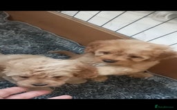 Cavapoo dogs for sale: Cavapoo puppies  - Image 14