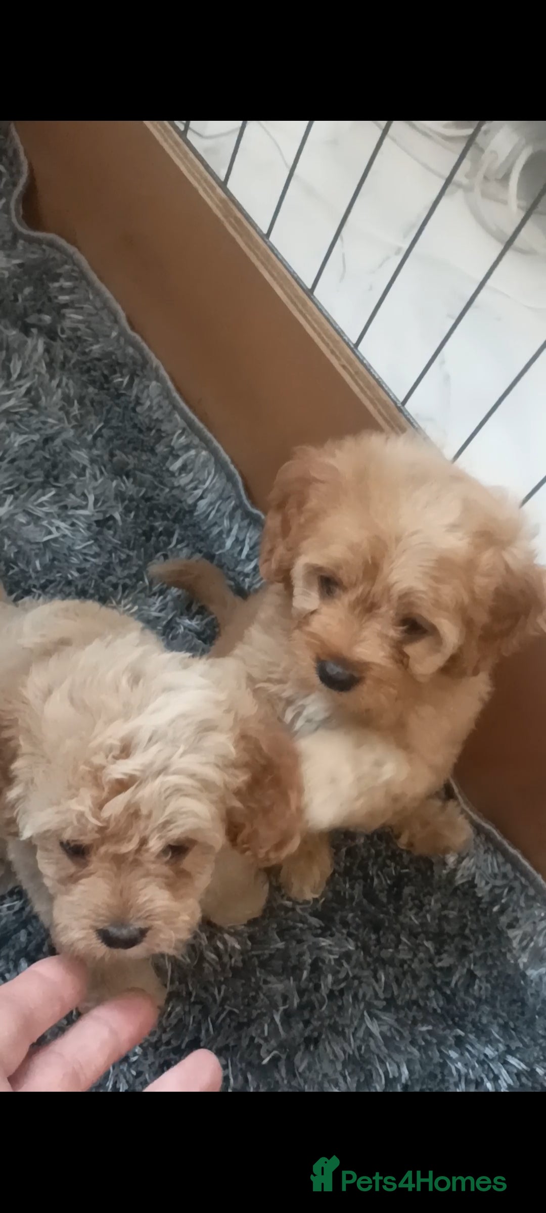 Cavapoo dogs for sale: Cavapoo puppies  - Image 14
