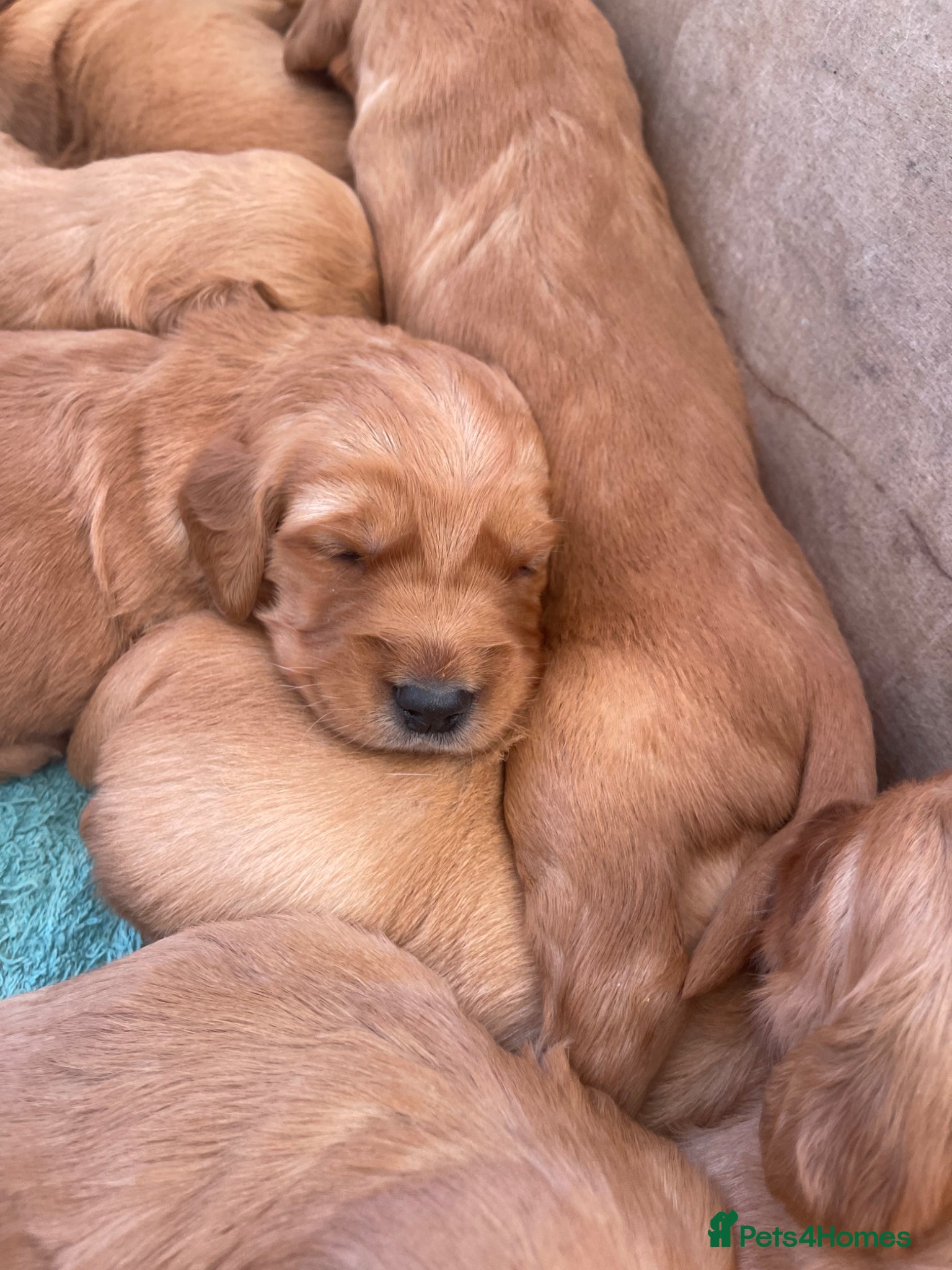 Golden Retriever dogs for sale: Beautiful, KC registered  Golden Retriever puppies - Advert 9