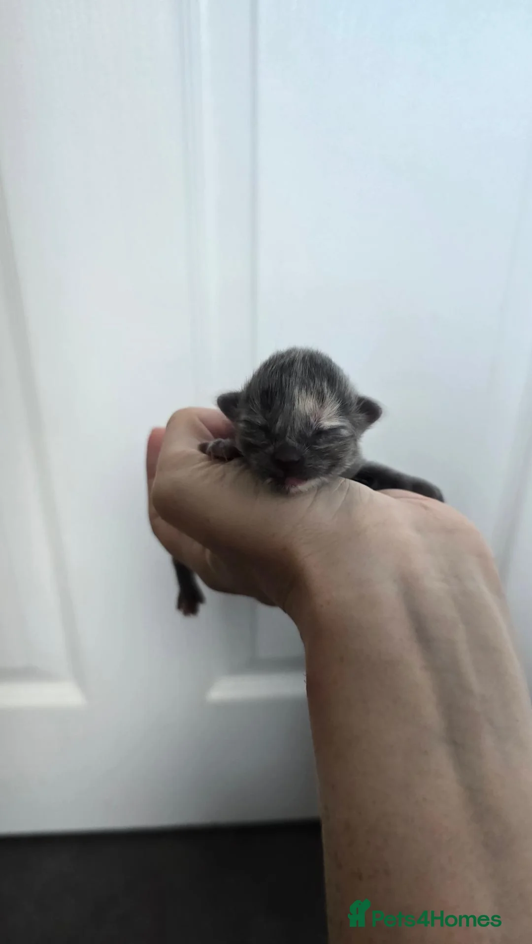 Nebelung cats for sale: Beautiful Kittens - Advert 2