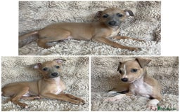 Italian Greyhound dogs for sale: 3/4 Italian greyhound puppies - Image 1