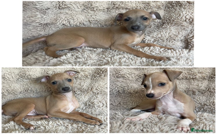Italian Greyhound dogs - Advert 1