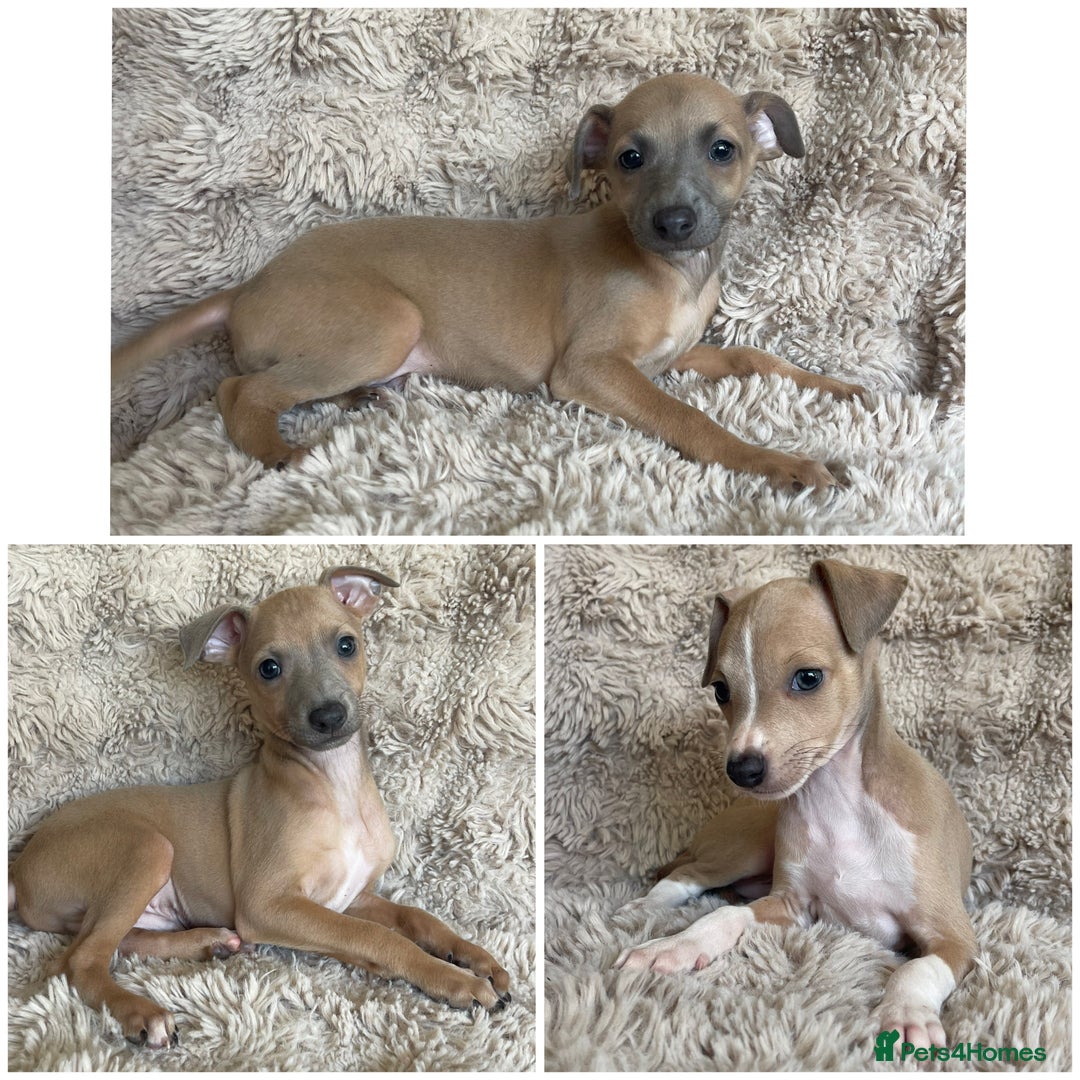 Italian Greyhound dogs for sale: 3/4 Italian greyhound puppies - Image 1