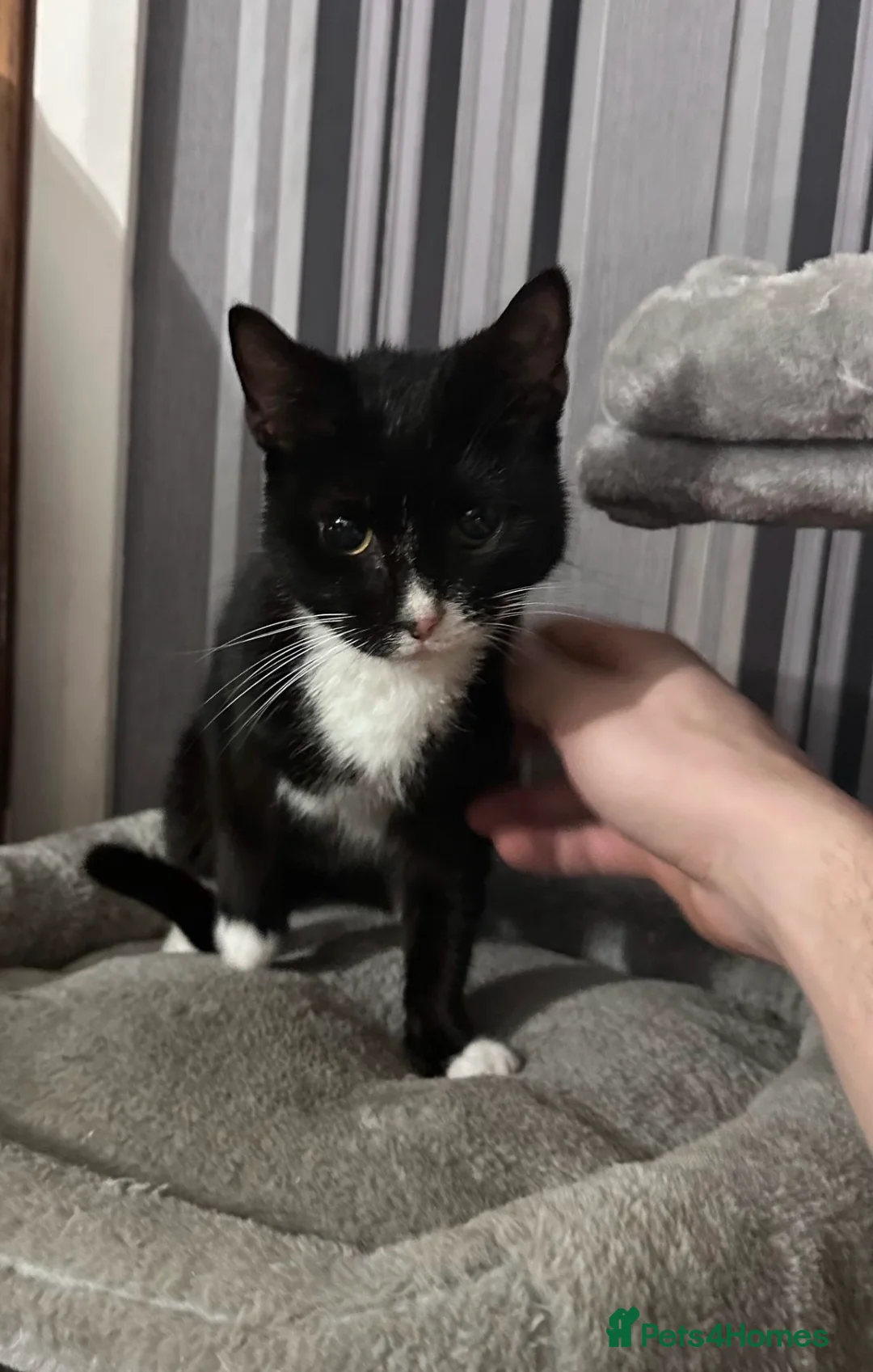 Domestic Shorthair cats for sale: Looking for their homes  - Advert 2