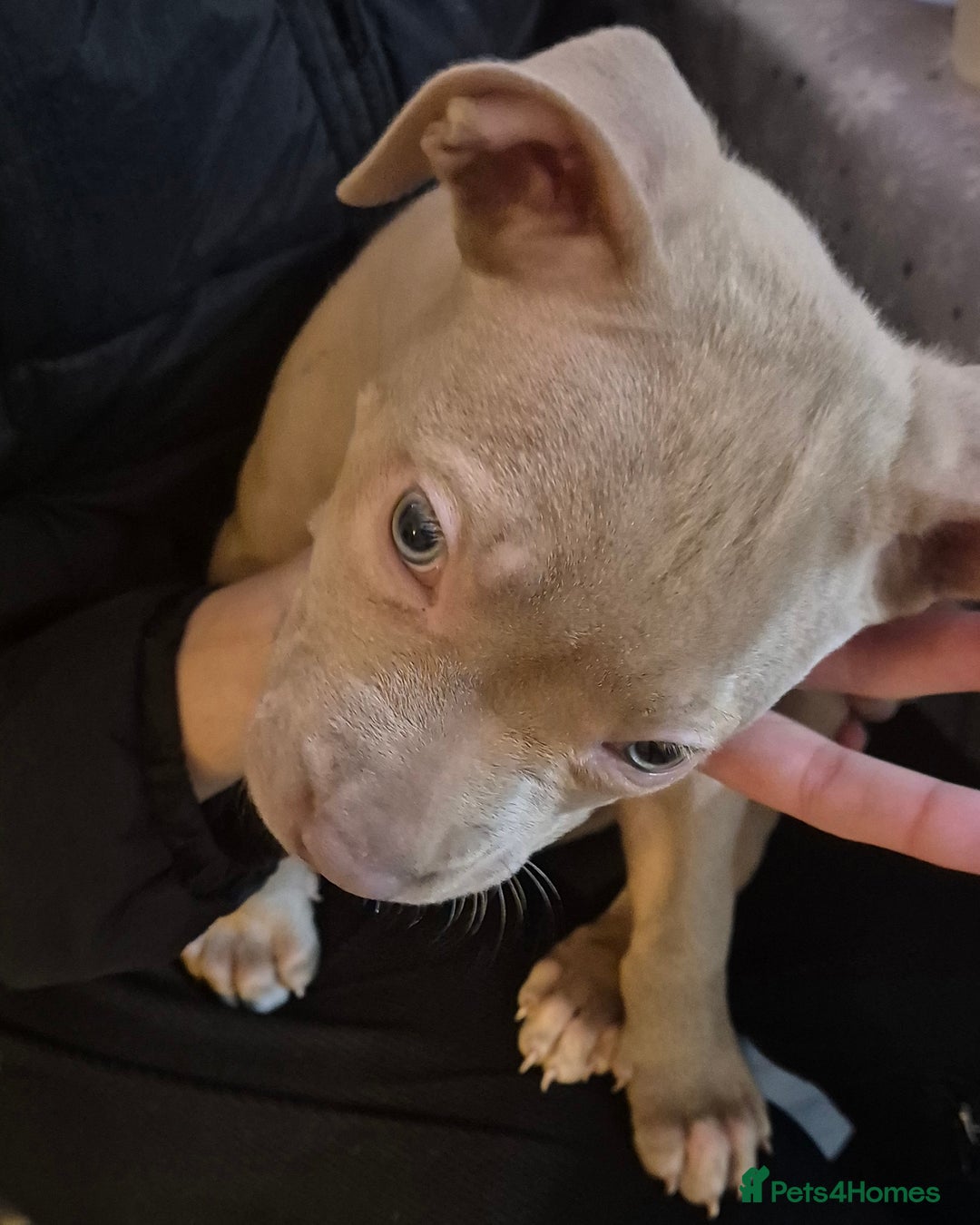 Staffordshire Bull Terrier dogs for sale: Girl Puppy 8 Weeks Old - Advert 13