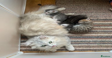Mixed Breed cats in St Albans - Advert 11