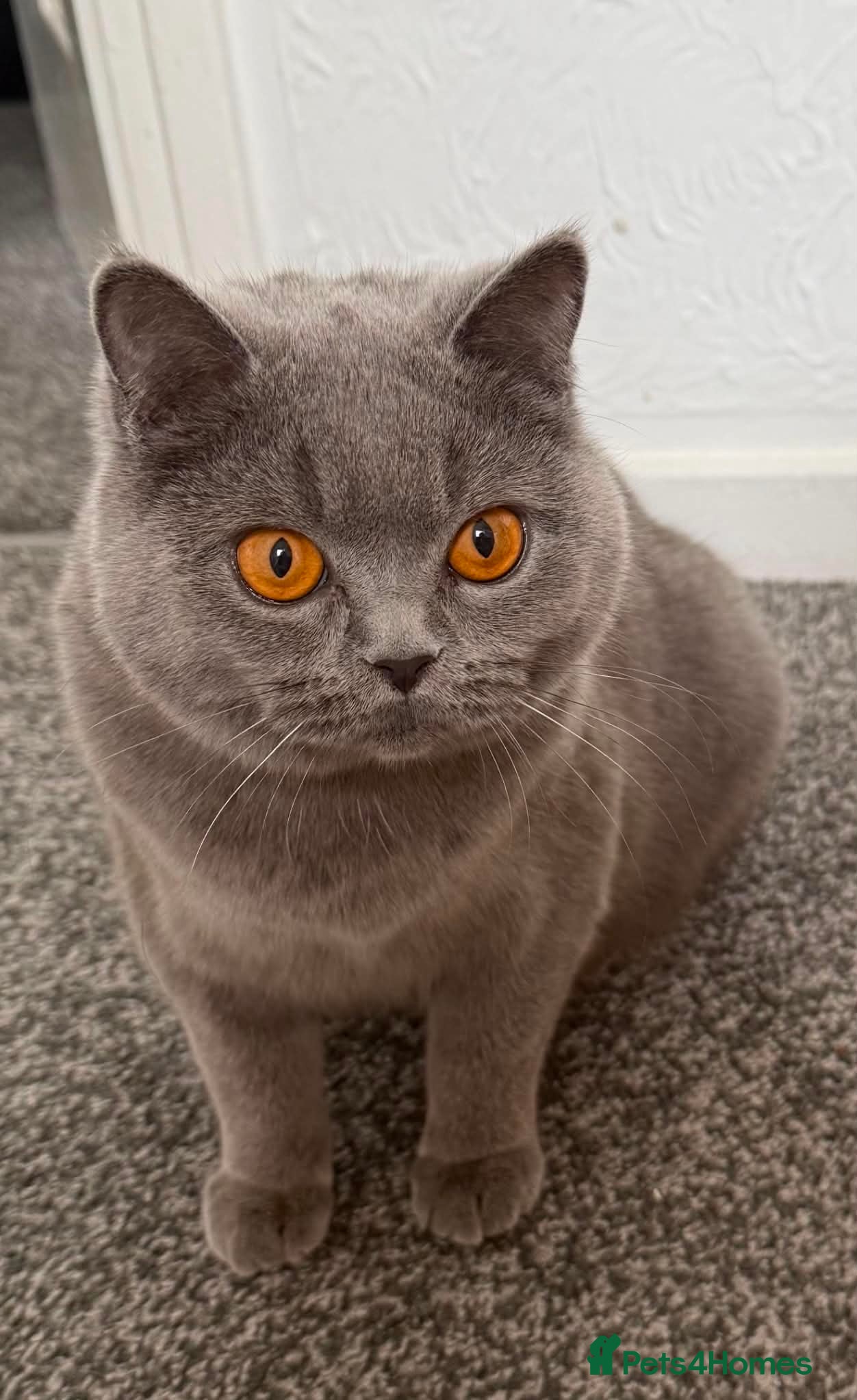 British Shorthair cats British Shorthair kittens  - Advert 1