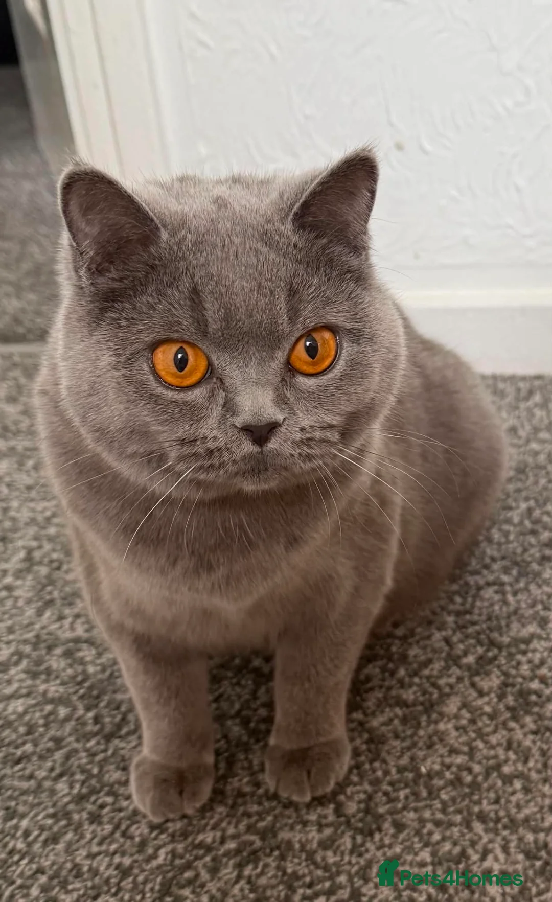 British Shorthair cats for sale: British Shorthair kittens  - Advert 1