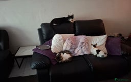 Mixed Breed cats for sale: 5 beautiful kittens  - Image 9