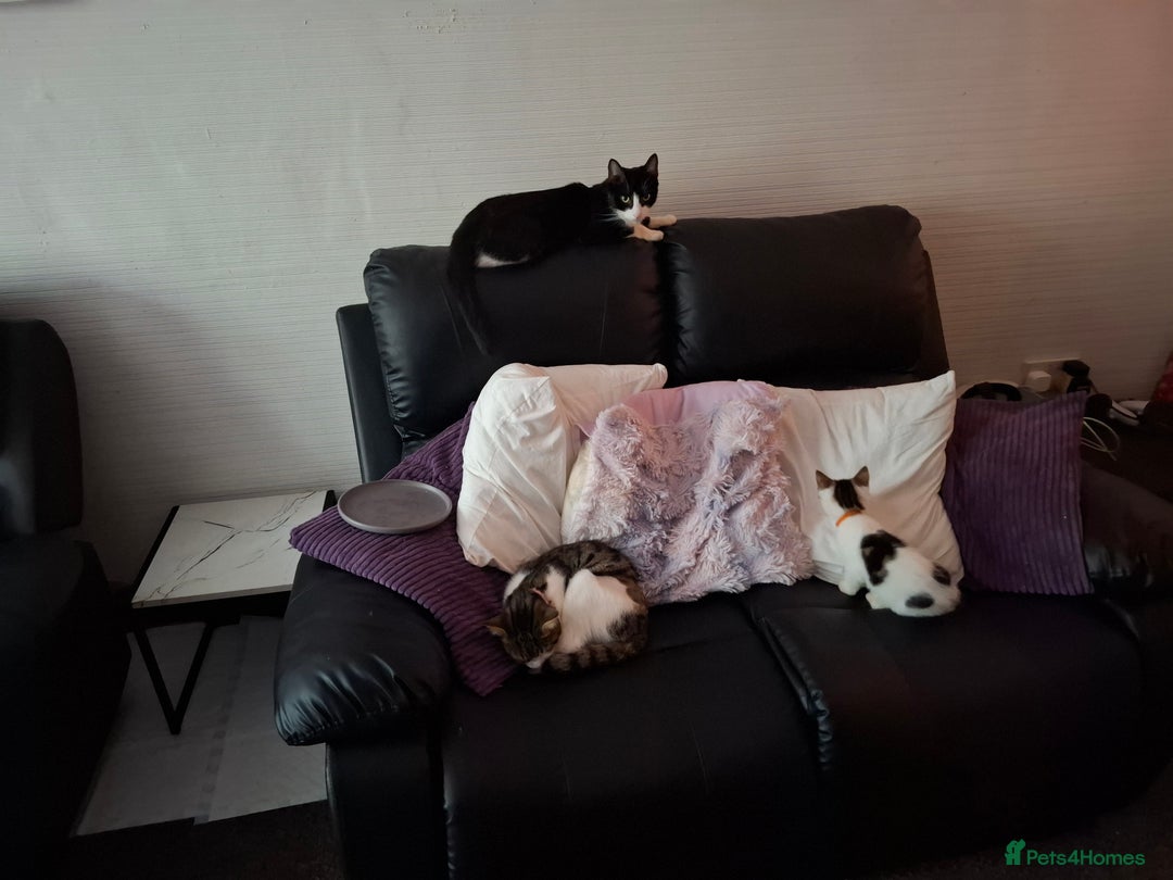 Mixed Breed cats for sale: 5 beautiful kittens  - Image 9