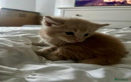 Mixed Breed cats for sale: Beautiful Maine Coon x British Long Hair kittens  - Image 11