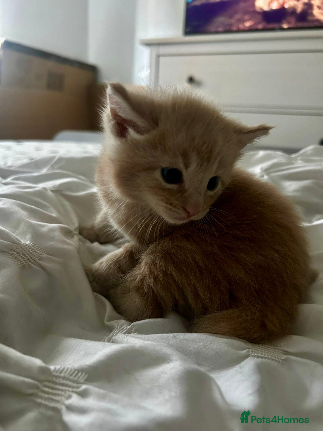 Mixed Breed cats for sale: Beautiful Maine Coon x British Long Hair kittens  - Image 11
