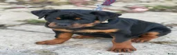 Rottweiler dogs for stud: Stunning KC registered fully health tested male   in Burnley - Advert 38