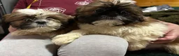 Shih Tzu dogs for sale: Shih Tzu puppy  - Advert 4