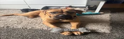 Mixed Breed dogs for sale: Dogue de Bordeaux cross cane corso pups due soon  - Advert 12