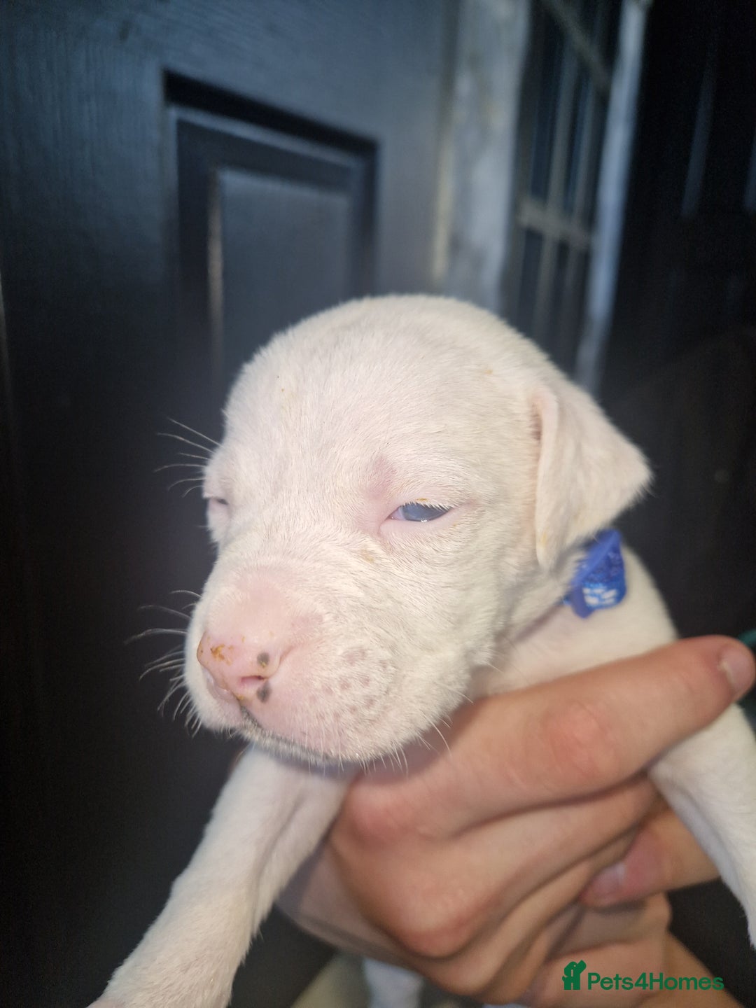 American Bulldog dogs for sale: American  bulldog  pups - Image 32