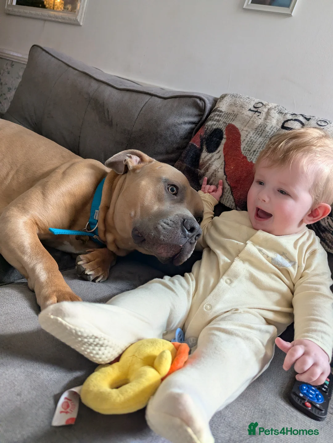 Mixed Breed dogs for sale: Male bully cross - Advert 7