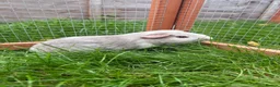 Guinea Pig rodents for sale: Baby guinea pig! - Advert 2