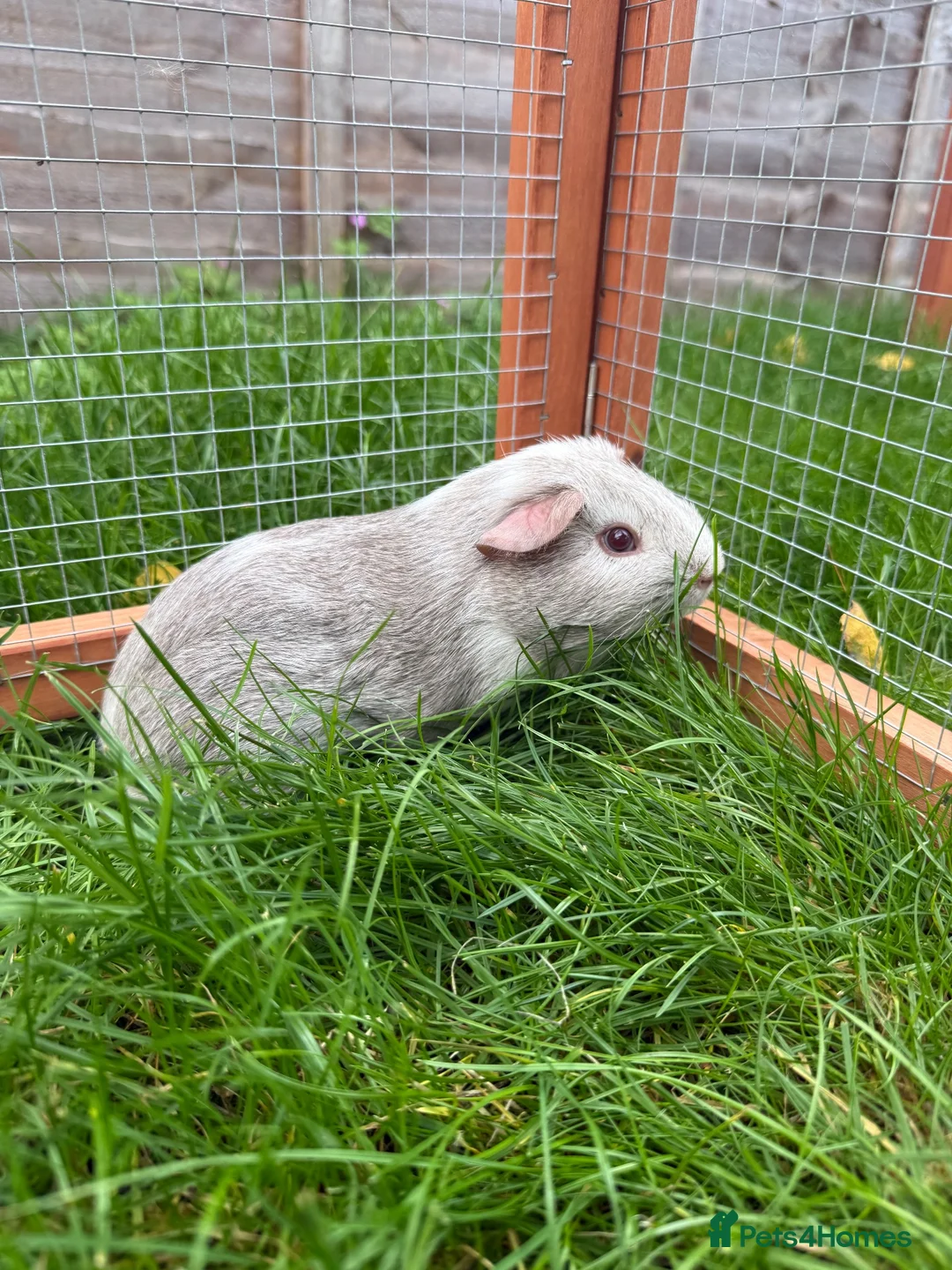 Guinea Pig rodents for sale: Baby guinea pig! - Advert 2