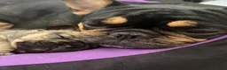 French Bulldog dogs for sale: TOP QUALITY KC REG FRENCH BULLDOG PUPPIES(HEALTHT) - Advert 15