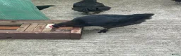 Chickens poultry for sale: French copper black  Marrans - Advert 2