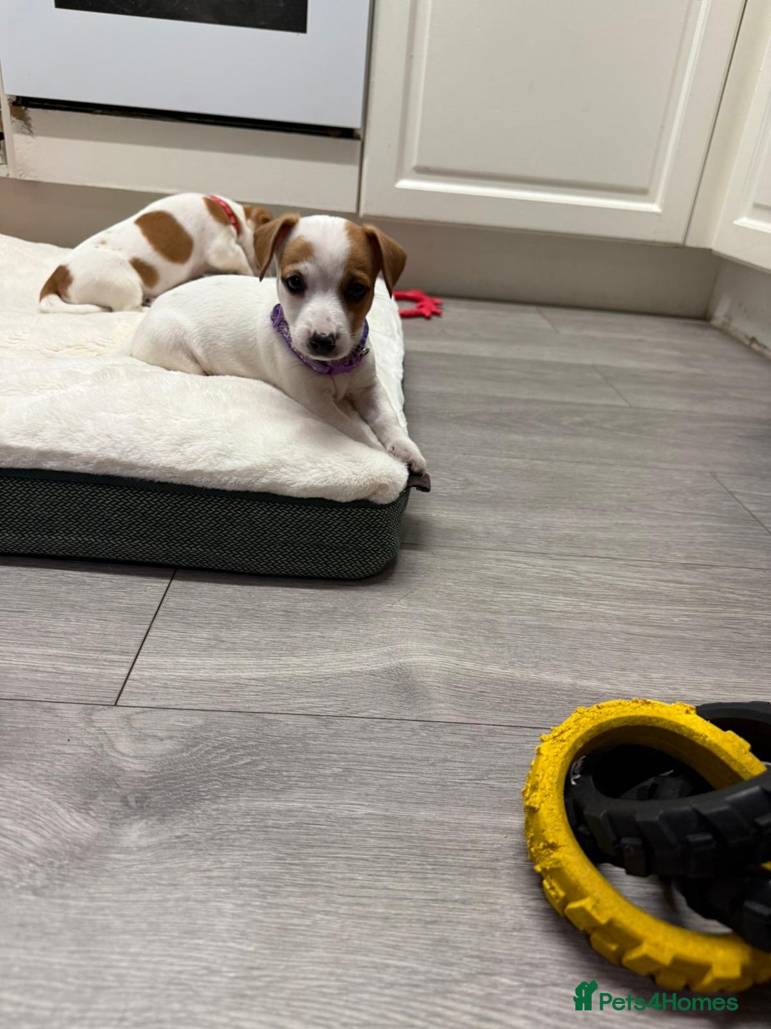Jack Russell dogs for sale: 8 Week Old Jack Russel Puppies  - Advert 28