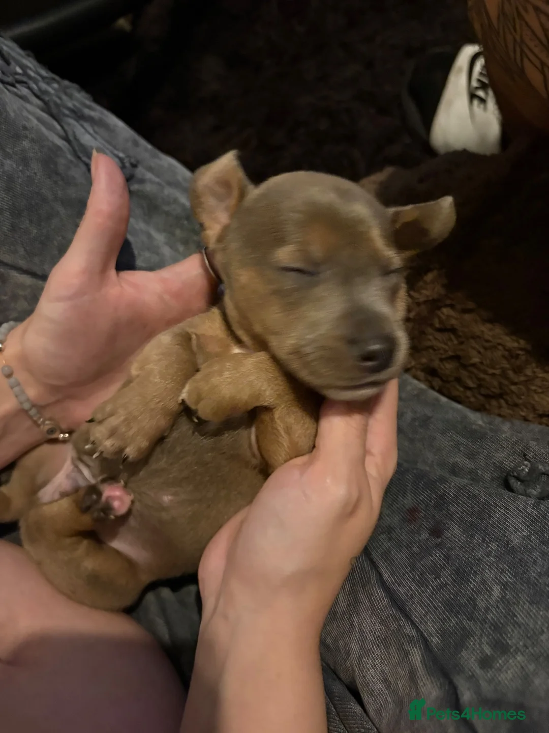 Mixed Breed dogs for sale: Staffy X mini Dachshund  - Advert 16