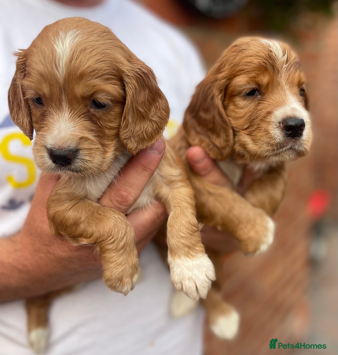 Cocker Spaniel dogs for sale: Health Tested Working Cockers in Bishop Auckland - Image 4