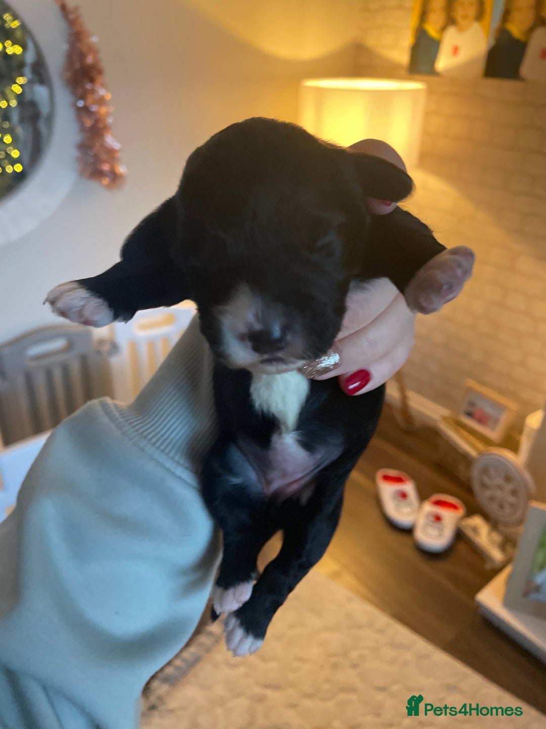 Mixed Breed dogs for sale: Cavachon x sprolli  - Advert 4