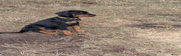 Dobermann dogs for sale: KC REGISTERED DOBERMANN PUPS – EXCEPTIONAL LITTER - Advert 24
